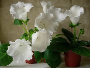 ფოტო თეთრი შიდა ყვავილები Sinningia (Gloxinia)