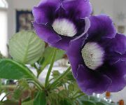 temno modra Sinningia (Gloxinia) Sobne Cvetje fotografija