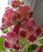 бордовий Колерія Домашні квіти фото