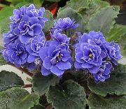 kuva Afrikkalainen Violetti Sisäilman kukkia