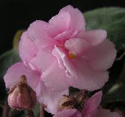 pink African Violet Indendørs blomster foto