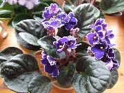მეწამული African Violet შიდა ყვავილები ფოტო