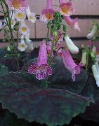 alyvinis Smithiantha Vidinis gėlės nuotrauka
