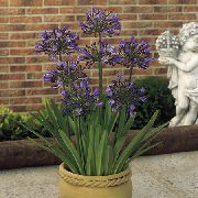 紫 非洲蓝百合 盆花 照片