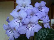 ღია ლურჯი Strep შიდა ყვავილები ფოტო