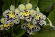sarı Strep Kapalı çiçek fotoğraf