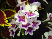 φωτογραφία λευκό εσωτερική Λουλούδια Strep