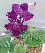 пурпурен Стрептокок Стайни цветя снимка