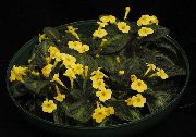 жълт Episcia Стайни цветя снимка