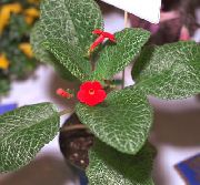 foto crvena Sobne cvijeće Episcia