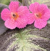 粉红色 Episcia 盆花 照片