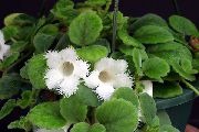 თეთრი Episcia შიდა ყვავილები ფოტო
