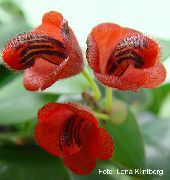 rojo Planta De Lápiz Labial,  Flores de interior foto
