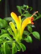 geel Lipstick Plant,  Pot Bloemen foto