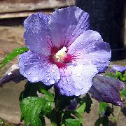 lila Hibiscus Pot Bloemen foto