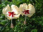 gul Hibiscus Indendørs blomster foto