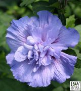 blau Hibiskus Pot Blumen foto