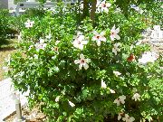 снимка бял Стайни цветя Хибискус