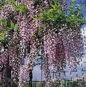 lilac Wisteria Indoor flowers photo