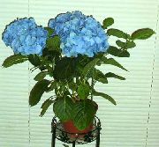 fotografie světle modrá Pokojové květiny Hortenzie, Lacecap