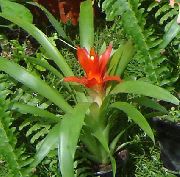 nuotrauka raudonas Vidinis gėlės Guzmanija