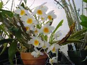 hvid Dendrobium Orkidé Indendørs blomster foto