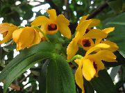 ყვითელი Dendrobium ორქიდეა შიდა ყვავილები ფოტო
