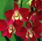 fotografie červená Izbové kvety Dendrobium Orchidea