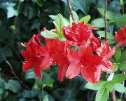 foto crvena Sobne cvijeće Azaleas, Pinxterbloom