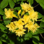 снимка жълт Стайни цветя Азалии, Pinxterbloom