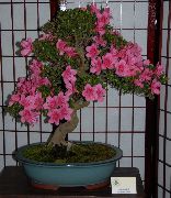 zdjęcie różowy Kryte kwiaty Azalia (Rododendron)