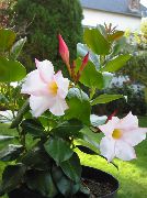 fotografie biela Izbové kvety Dipladenia, Mandevilla
