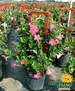 foto pink Indendørs blomster Dipladenia, Mandevilla