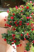 fotografie červená Pokojové květiny Dipladenia, Mandevilla