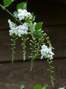 photo white Indoor flowers Duranta, Honey Drops, Golden Dewdrop, Pigeon Berry