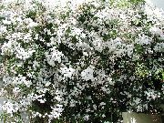 снимка бял Стайни цветя Жасмин