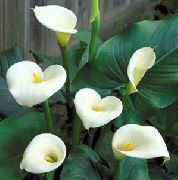 herbaceous plant Arum lily, Indoor flowers photo