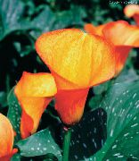 oranžový Arum Lily Pokojové květiny fotografie