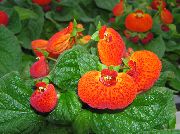 πορτοκάλι Παντόφλα Λουλούδι  φωτογραφία