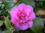 φωτογραφία ροζ εσωτερική Λουλούδια Καμέλια