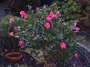 fotografija rožnat Sobne Cvetje Kamelija
