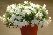 biela Campanula, Zvonček Izbové kvety fotografie