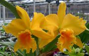 mynd Cattleya Orchid Inni blóm