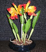 oranje Cattleyaorchidee Pot Bloemen foto