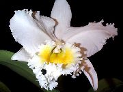 თეთრი Cattleya ორქიდეა შიდა ყვავილები ფოტო