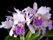 lilás Cattleya Orchid Flores internas foto