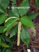 fotografija zelena Sobne Cvetje Mačka Rep, Ženiljske Rastlina, Red Hot Cattail, Lisičjega Repa, Rdeča Hot Poker