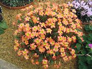 fotografie oranžový Pokojové květiny Oxalis