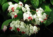 foto Clerodendron Flores de interior