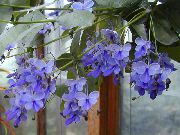 foto gaiši zils Iekštelpu ziedi Clerodendron